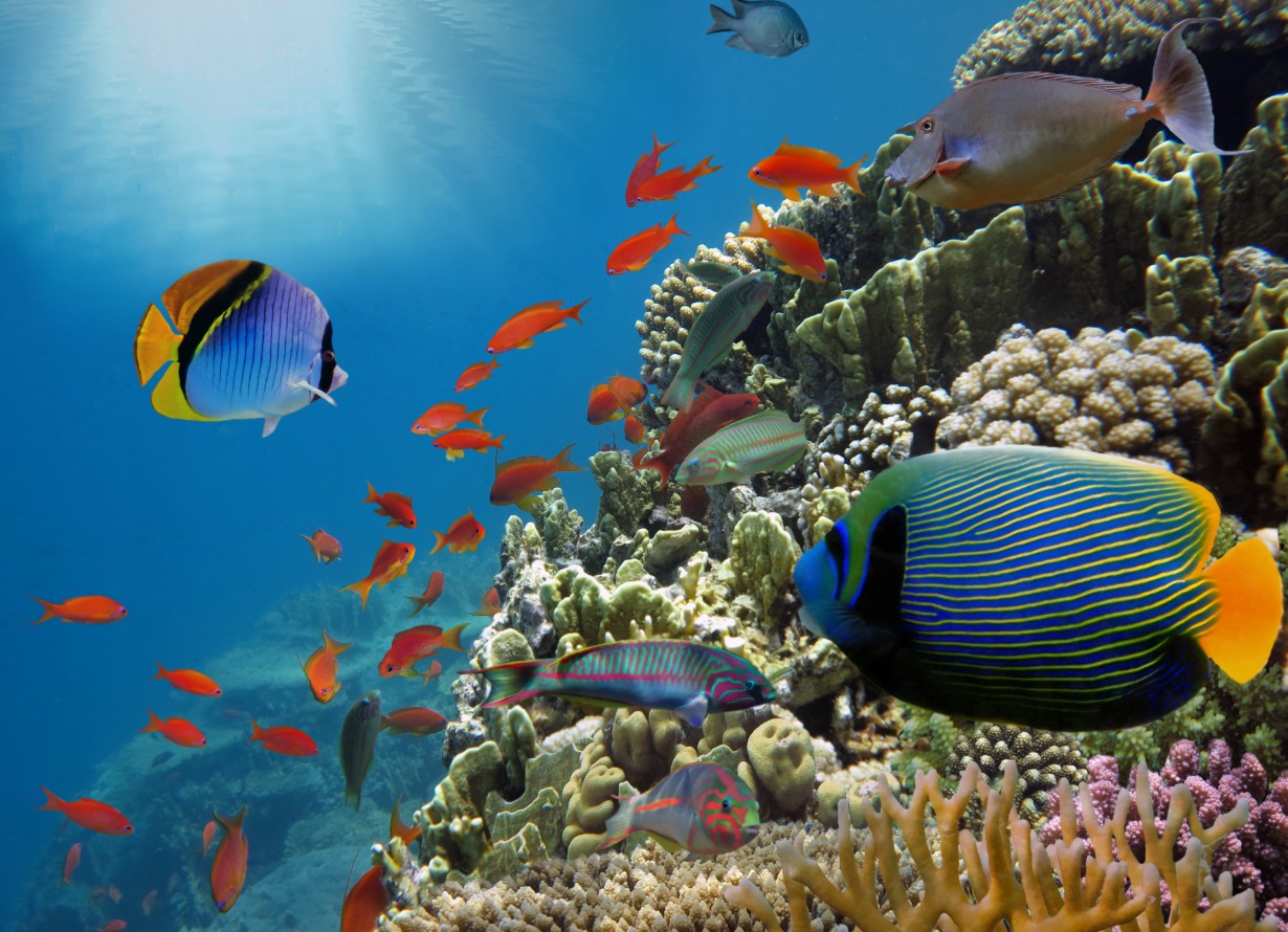 Foto subaquática e em detalhe de uma parede de corais com diversos peixes (crédito: vlad61 – iStock)
