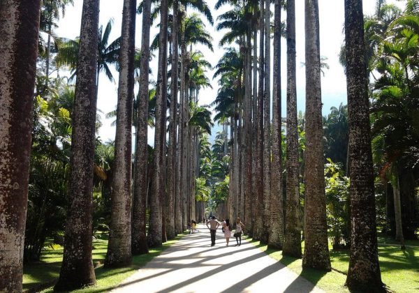 Imagem de um corredor de palmeiras no Jardim Botânico do Rio de Janeiro