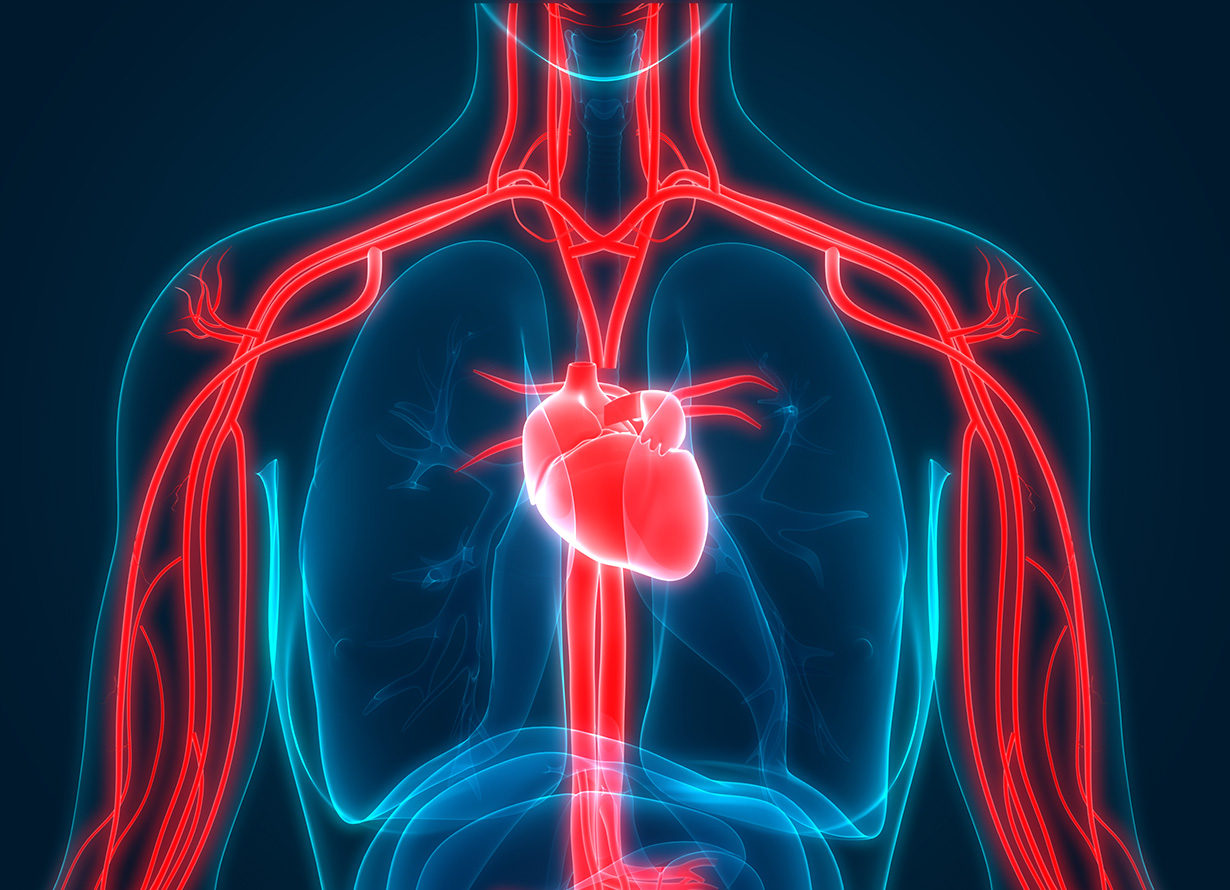 Arte com um dorso humano mostrando o coração e as veias (crédito: magicmine – iStock)