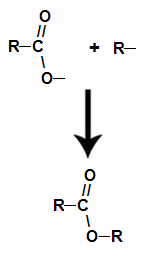 Formação da molécula de éster