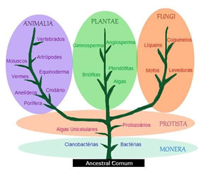 Taxonomia: Taxonomia de Lineu e árvore filogenética - Roteiro de estudos