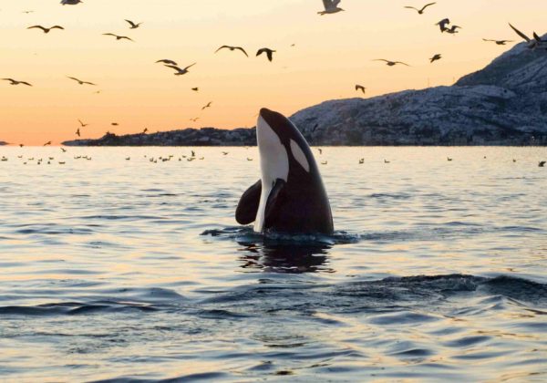 mamifero baleia orca assassina
