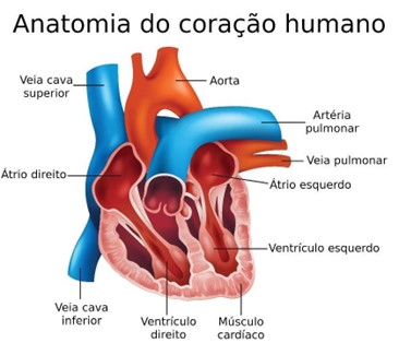 anatomia-coração