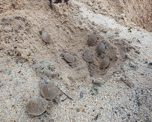 Foto de diversos filhotes de tracajá na areia