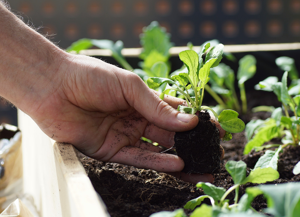 Foto em detalhe de mão plantando uma muda de planta em uma horta