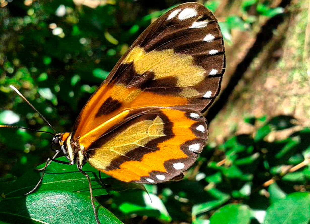 Foto de uma borboleta amarela e marrom sobre uma folha.